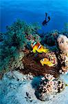 Anemone fish and diver in the Red Sea, Egypt