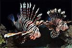 Two Lionfish in the Red Sea, Egypt