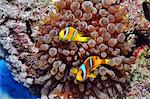 Poisson de l'anémone en mer rouge, Egypte