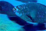 Midnight Blue Parrotfish