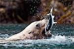 Sea Lion catches fish