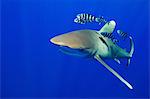 View of Oceanic whitetip