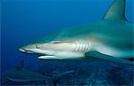 Caribbean reef sharks