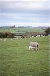 Moutons paissant dans les collines, Scunthorpe, Lincolnshire, Angleterre