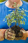 Senior man holding seedling in garden, close-up of plant