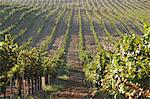 Grape vines in vineyard