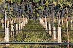 Grapes in vineyard