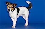Jack Russell terrier, standing