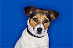 Jack Russell terrier, sitting, close-up