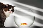 Cat looking at goldfish in fishbowl