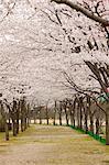 Cherry blossom at Kasagi park, Kyoto, Japan