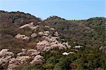 Cherry blossom at Arashiyama, Kyoto, Japan