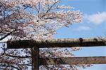 Cherry blossom with torii gate in the foreground at ancient castle of Sasayama, Hyogo Prefecture, Japan