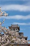 Fleur de la cerise à l'ancien château de Nagahama, préfecture de Shiga, Japon