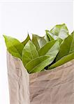 Leaves in paper bag