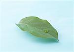 Leaf with droplet