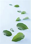 Leaves
