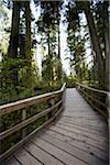 Walkway through Cathedral Grove, MacMillan Provincial Park, Vancouver Island, British Columbia, Canada