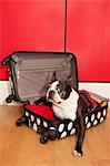 Chien et valise à pois