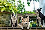 Three dogs on outdoor porch