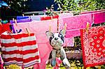 Laundry and stuffed dog hanging on outdoor lines