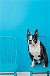 Boston Terrier auf blauen Stuhl sitzend