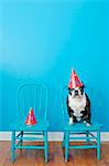 Boston terrier seated on blue chair wearing party hat