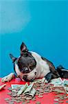 Hund betrachten Geld auf roter Tisch