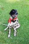 Black and white dog wearing bandana and peace sign