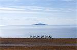 Bicycles on coastline