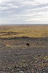 Iceland, sheep grazing in semi-barren landscape