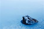 Roche volcanique couverte dans les gisements de silice, Blue Lagoon, péninsule de Reykjanes, Islande