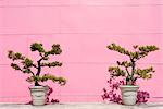 Potted bonsai trees against pink wall
