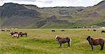 Icelandic horses grazing in pasture, Iceland