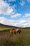 Icelandic horses in pasture, Iceland