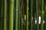 Bamboo