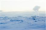 Geothermal steam, Reykjanes Peninsula, Iceland