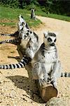 Ring-tailed lemurs (Lemur catta) lined up on log