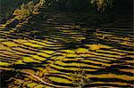 Terraced rice fields, near Pokhara, Gandak, Nepal, Asia