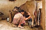 Milking the cow, Saijpur Ras, Gujarat, India, Asia