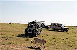 Cheetah, (Acynonix jubatus), Masai Mara, Kenya, East Africa, Africa