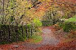 Sentier à travers bois automnal près de Grasmere, Lake District, Cumbria, Angleterre, Royaume-Uni, Europe