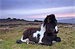 Poney shetland reposant sur la lande de Dartmoor au lever du soleil, Belstone Tor, Dartmoor, Devon, Angleterre, Royaume-Uni, Europe