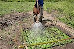 Man watering plants, Tori, Benin, West Africa, Africa