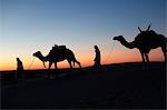 Kamel-Treiber in der Dämmerung in der Sahara Wüste, in der Nähe von Douz, Kebili, Tunesien, Nordafrika, Afrika