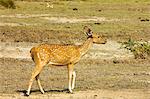 Sri-Lanka Cerf axis ou Ceylan repéré le cerf dans le Parc National Quentin, anciennement Yala East, Quentin, Province orientale, Sri Lanka, Asie