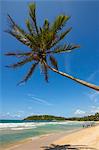 Palm tree and west point of the south coast whale watch surf beach at Mirissa, near Matara, Southern Province, Sri Lanka, Asia