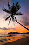 Sunset and palm tree and the western point of the south coast surf beach at Mirissa, near Matara, Southern Province, Sri Lanka, Asia