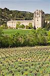 Vue de la d'Orbieu abbaye de Sainte-Marie, Lagrasse, à travers les vignes en Languedoc-Roussillon, France, Europe
