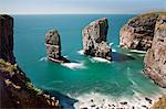 Le Elegug Sea Stacks, Pembrokeshire, Wales, Royaume-Uni, Europe